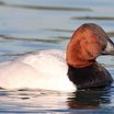 Canvasback